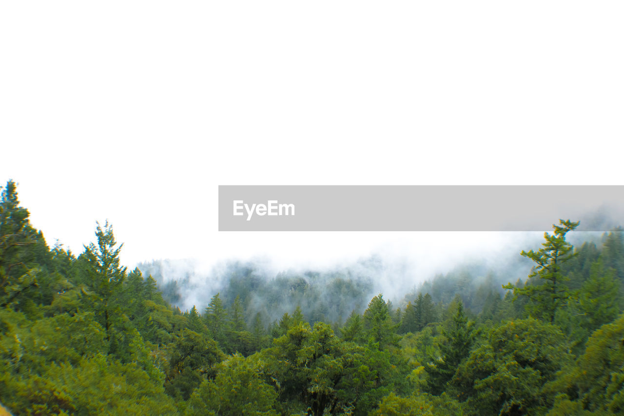 Scenic view of forest against clear sky
