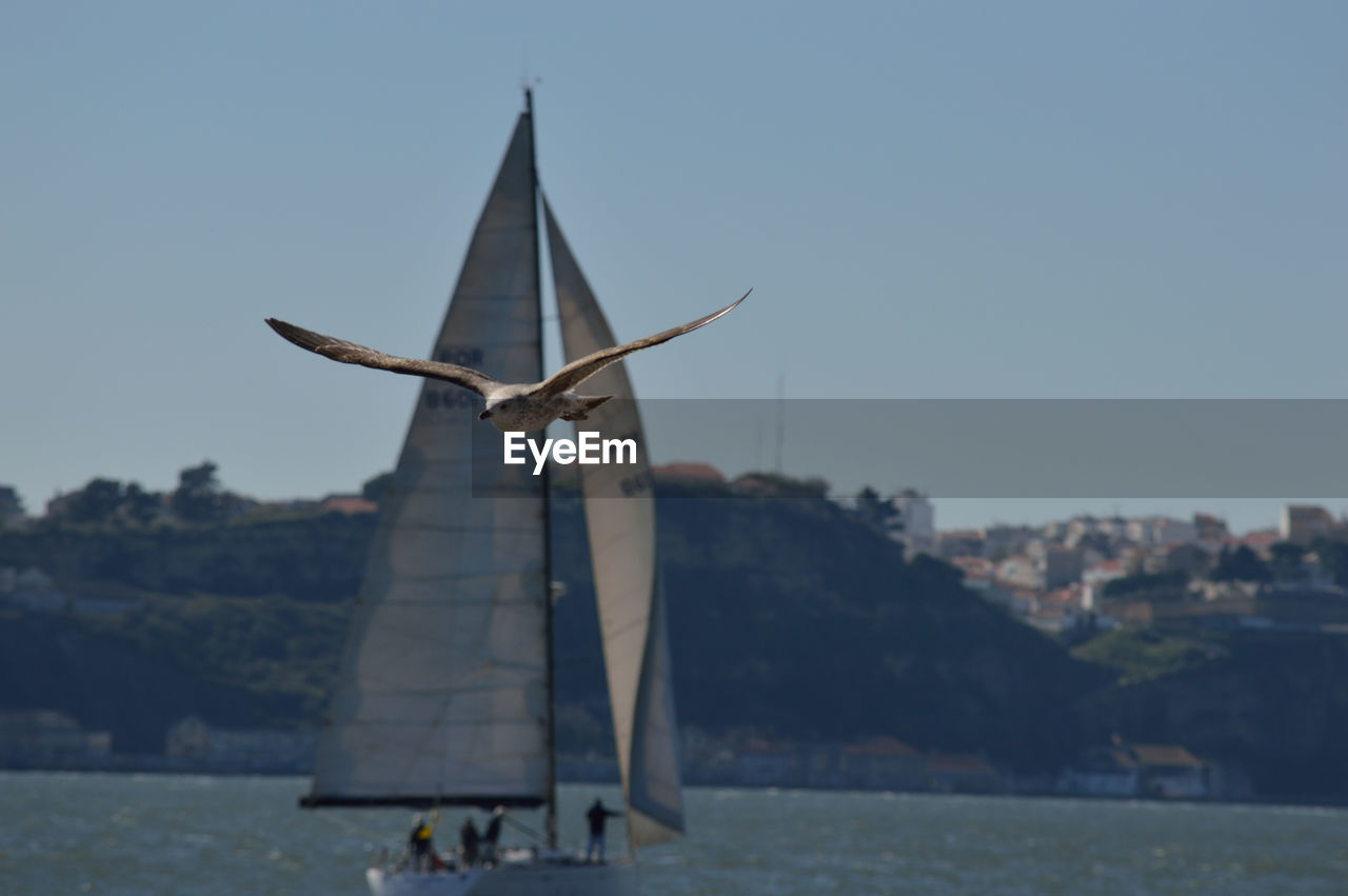 Bird against sailboat at calm sea