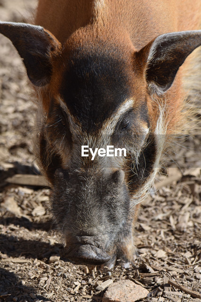CLOSE-UP PORTRAIT OF AN ANIMAL