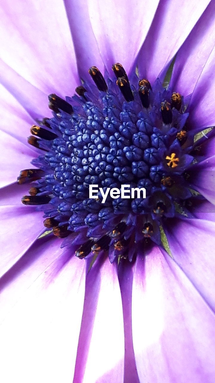 CLOSE UP OF PURPLE FLOWER HEAD