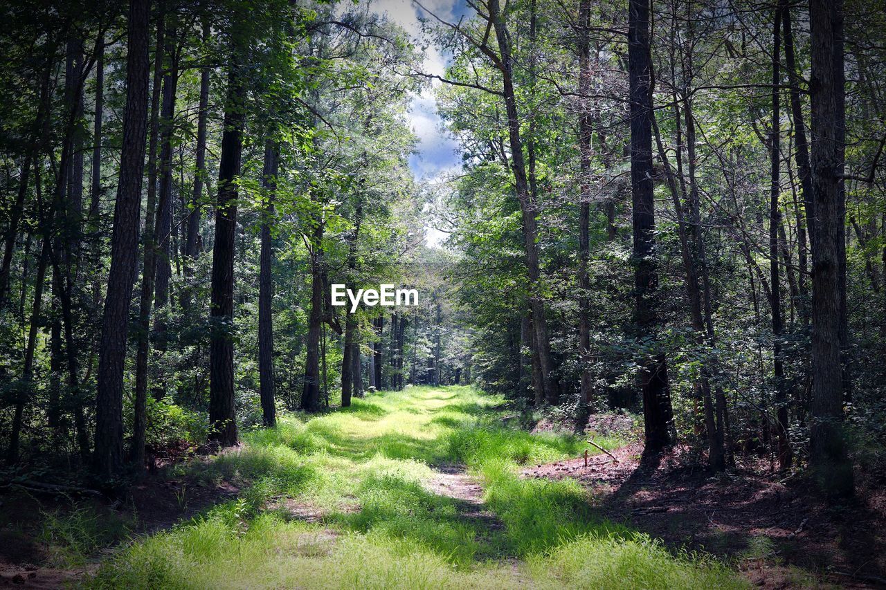 VIEW OF TREES IN FOREST