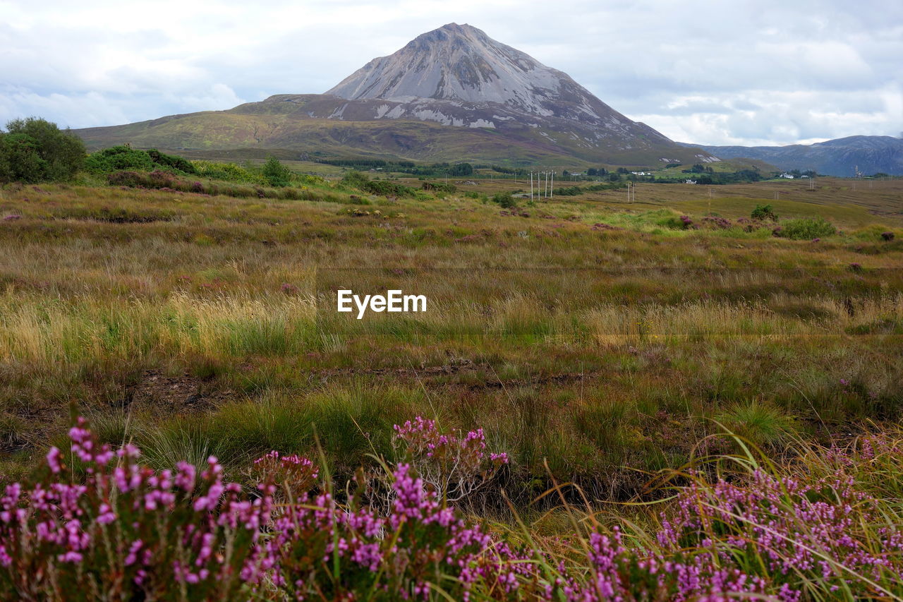 Scenic view of field and mountains against sky