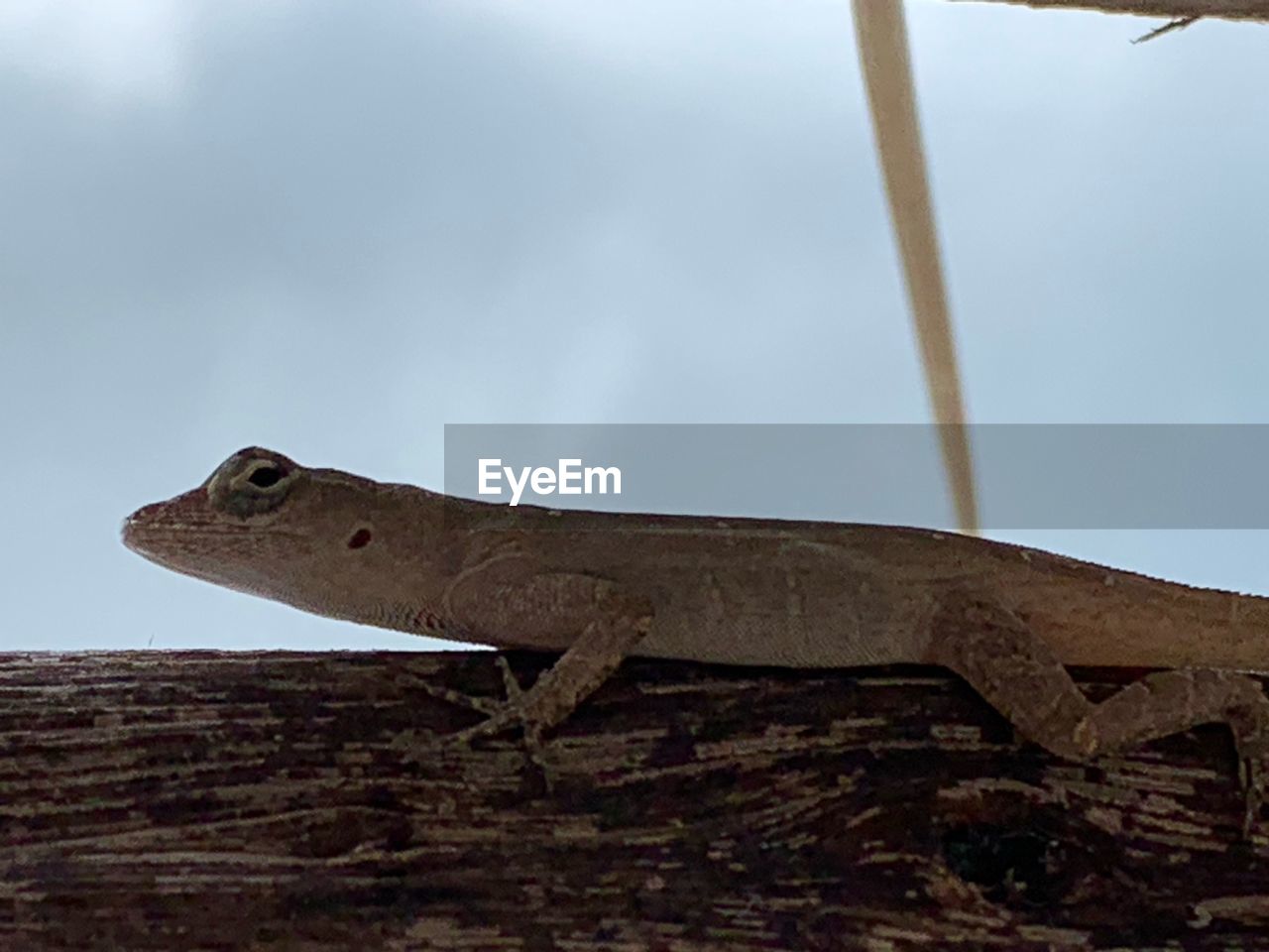 LOW ANGLE VIEW OF LIZARD ON ROCK