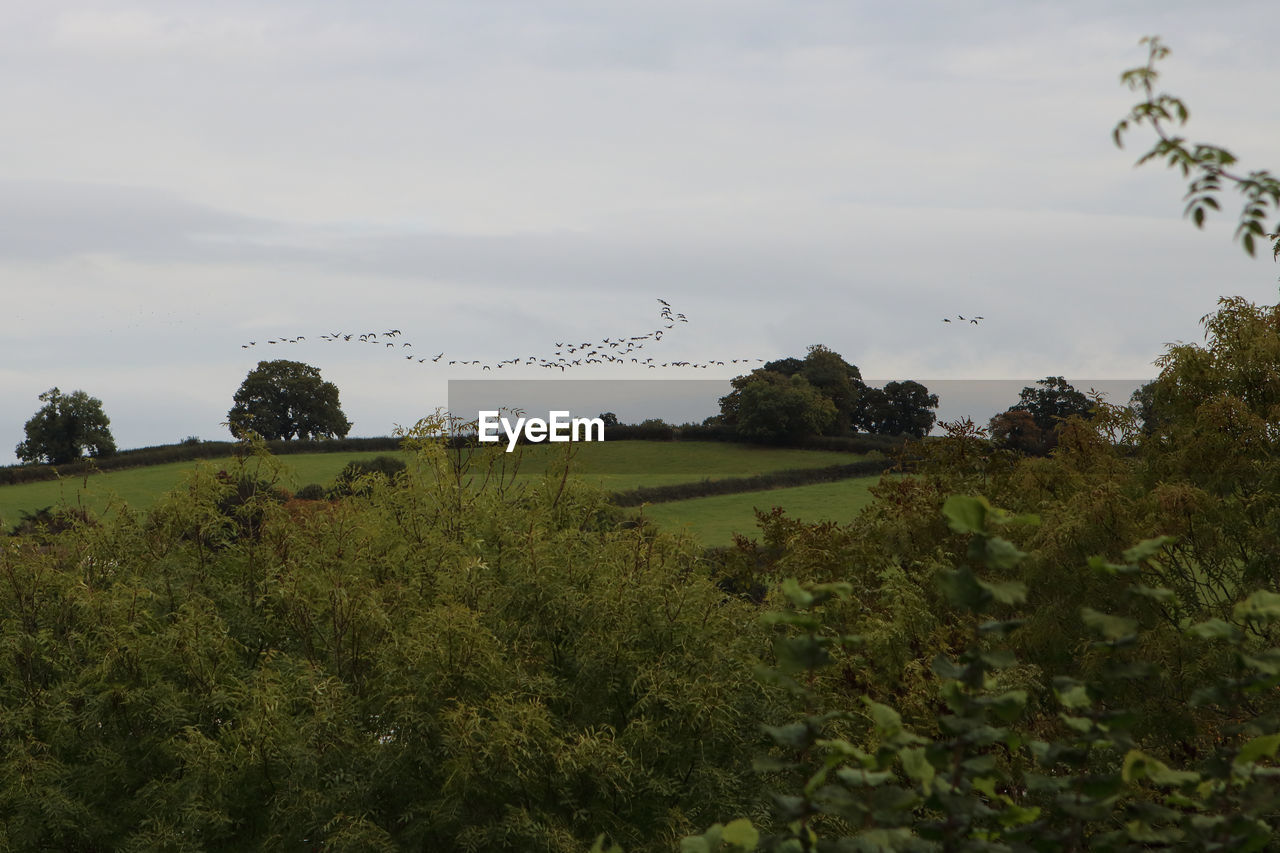 Birds flying over field against sky