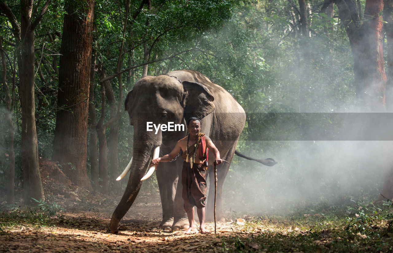 FULL LENGTH OF ELEPHANT STANDING IN FOREST