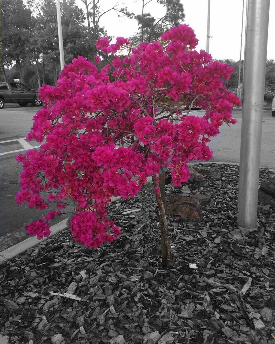 PINK FLOWERS BLOOMING ON PLANT