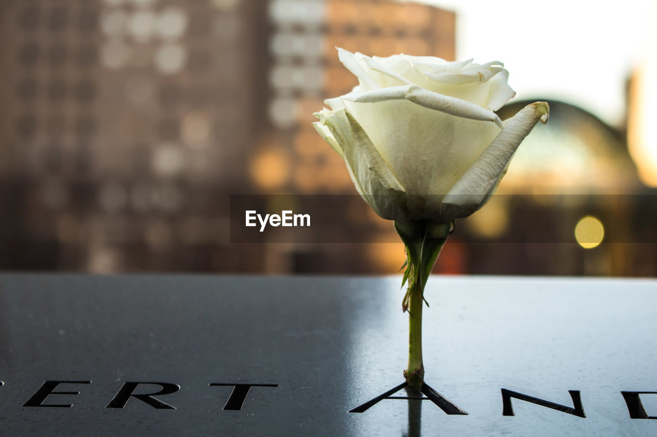 Close-up of rose at national september 11 memorial and museum