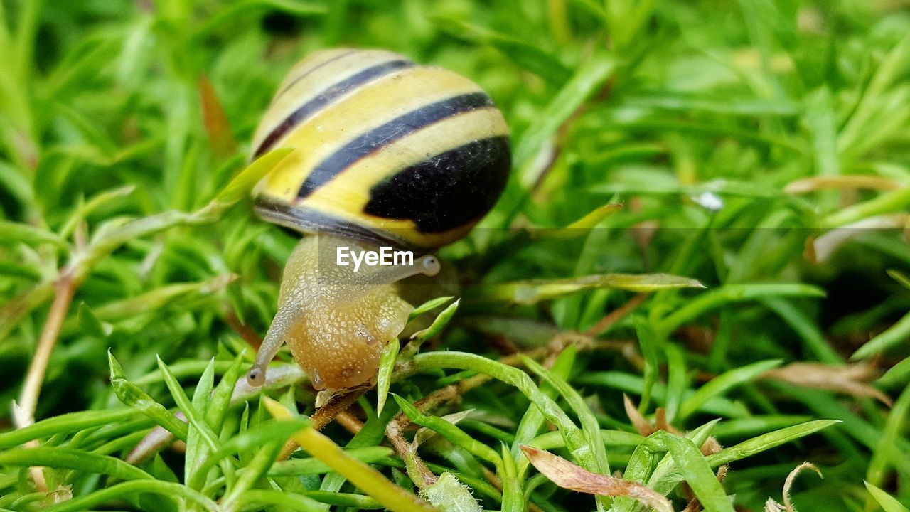 CLOSE-UP OF A REPTILE