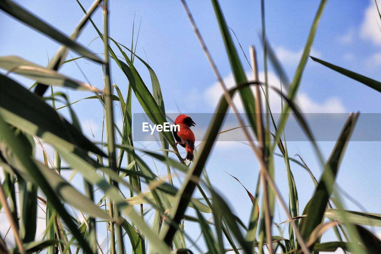 LOW ANGLE VIEW OF BIRD PERCHING ON RED LEAF