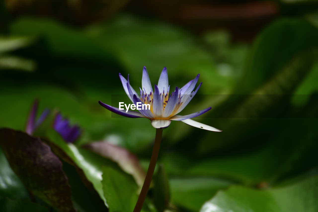 flower, flowering plant, plant, beauty in nature, freshness, leaf, close-up, fragility, nature, plant part, petal, growth, flower head, water lily, inflorescence, green, macro photography, water, purple, no people, focus on foreground, blossom, pond, lotus water lily, outdoors, lily, botany, aquatic plant, springtime, environment, pollen, wildflower