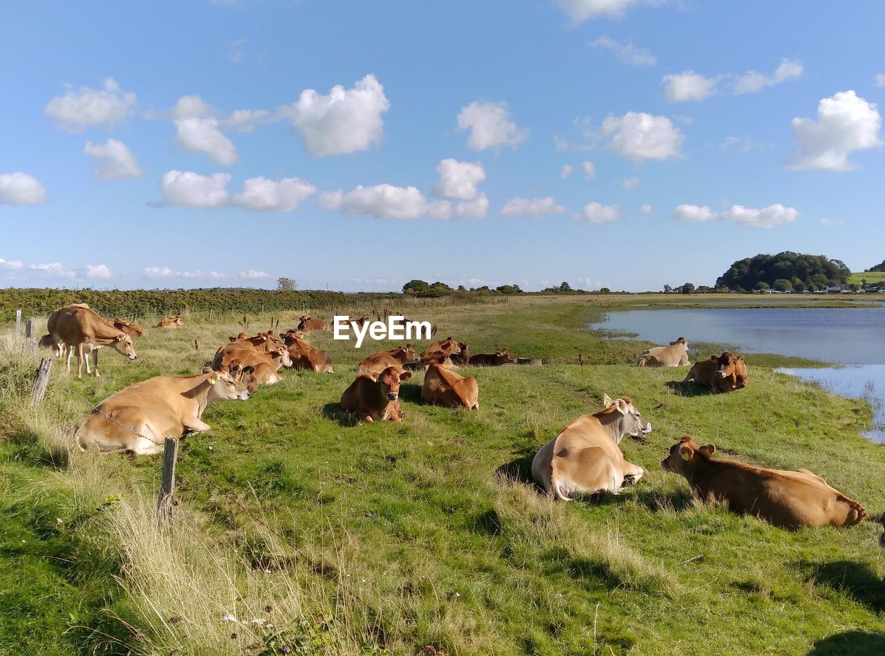 Scenic view of landscape against sky