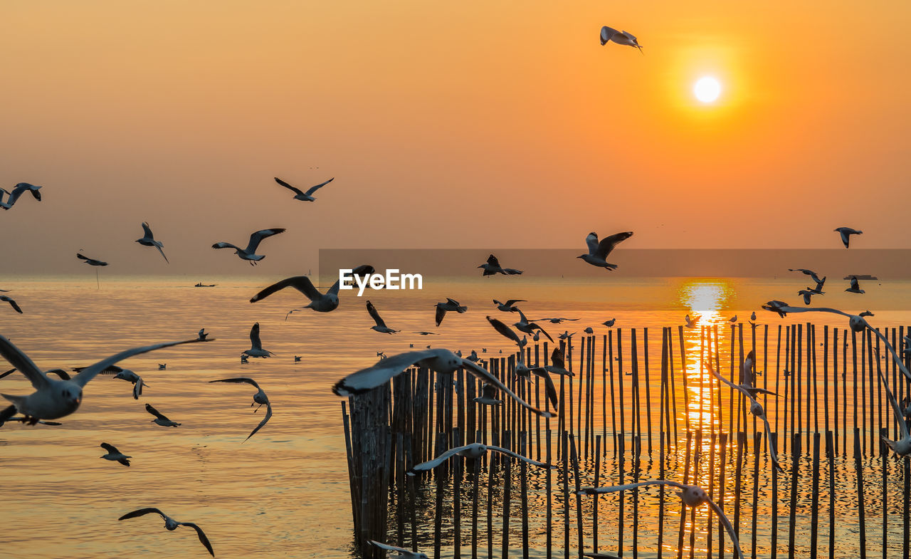 SEAGULLS FLYING OVER SEA AGAINST SKY