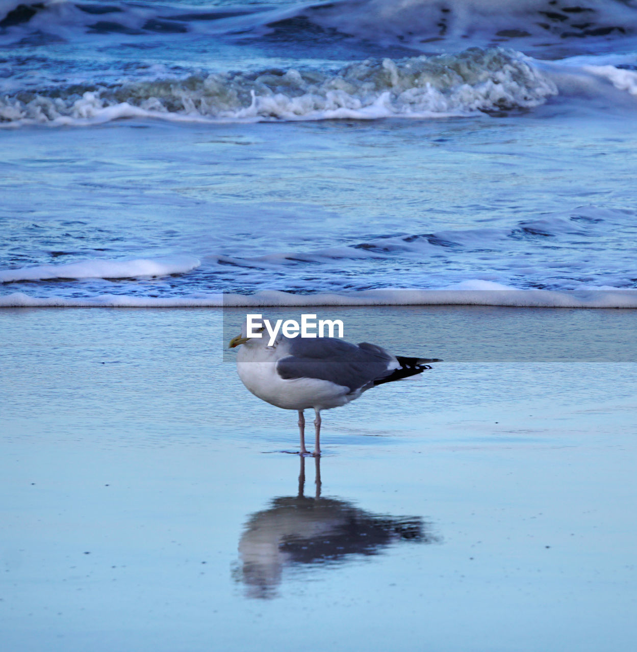 Seagull at beach