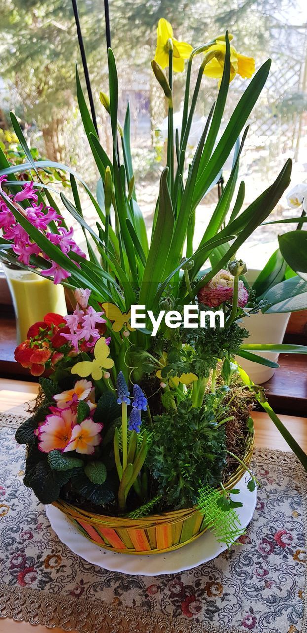 CLOSE-UP OF POTTED PLANT