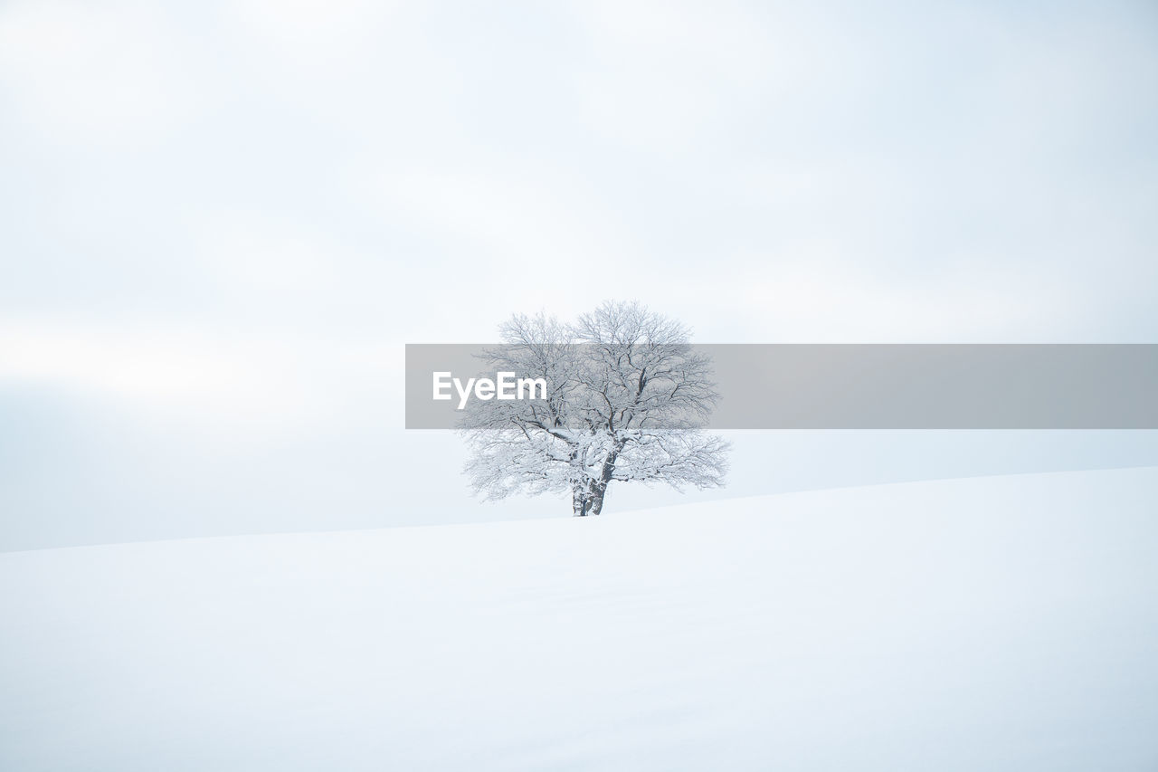 winter, cold temperature, snow, tree, plant, nature, environment, white, tranquility, sky, landscape, beauty in nature, tranquil scene, scenics - nature, land, frozen, freezing, copy space, no people, bare tree, forest, outdoors, day, ice, cloud, branch, non-urban scene, snowing, frost, solitude, sunlight, fog, woodland, idyllic