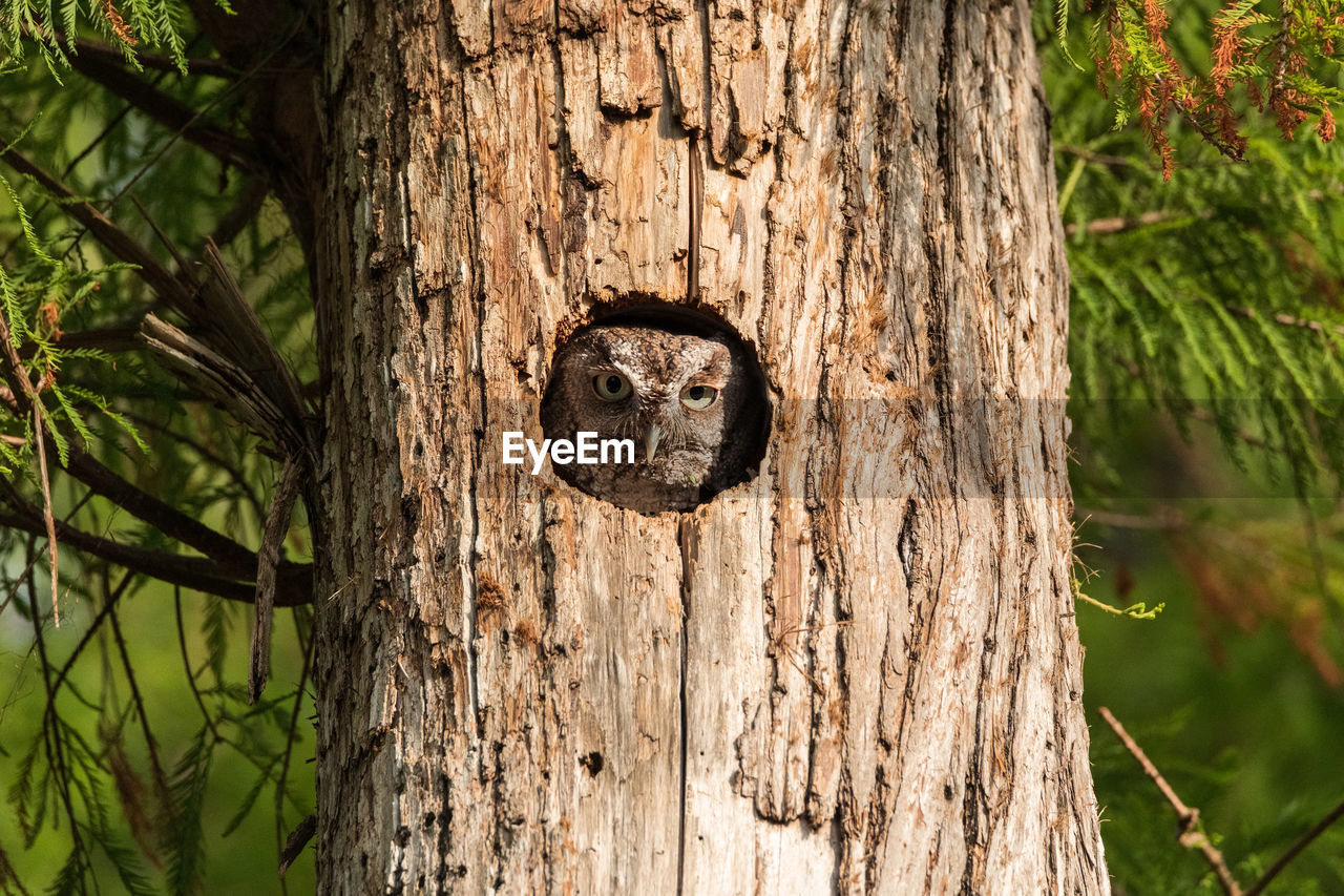 Inside a pine tree, an eastern screech owl megascops asio peers out from the nest hole on marco 