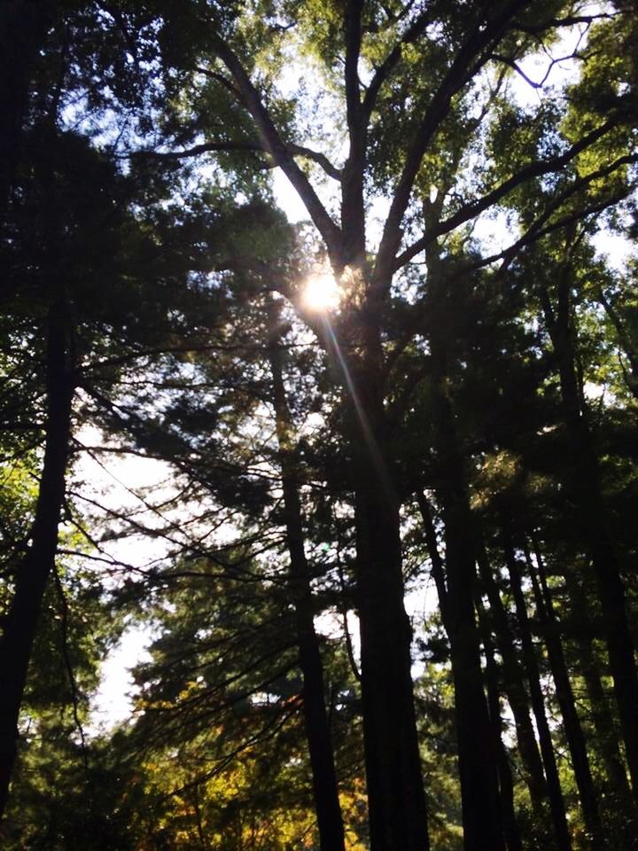 SUN SHINING THROUGH TREES IN FOREST