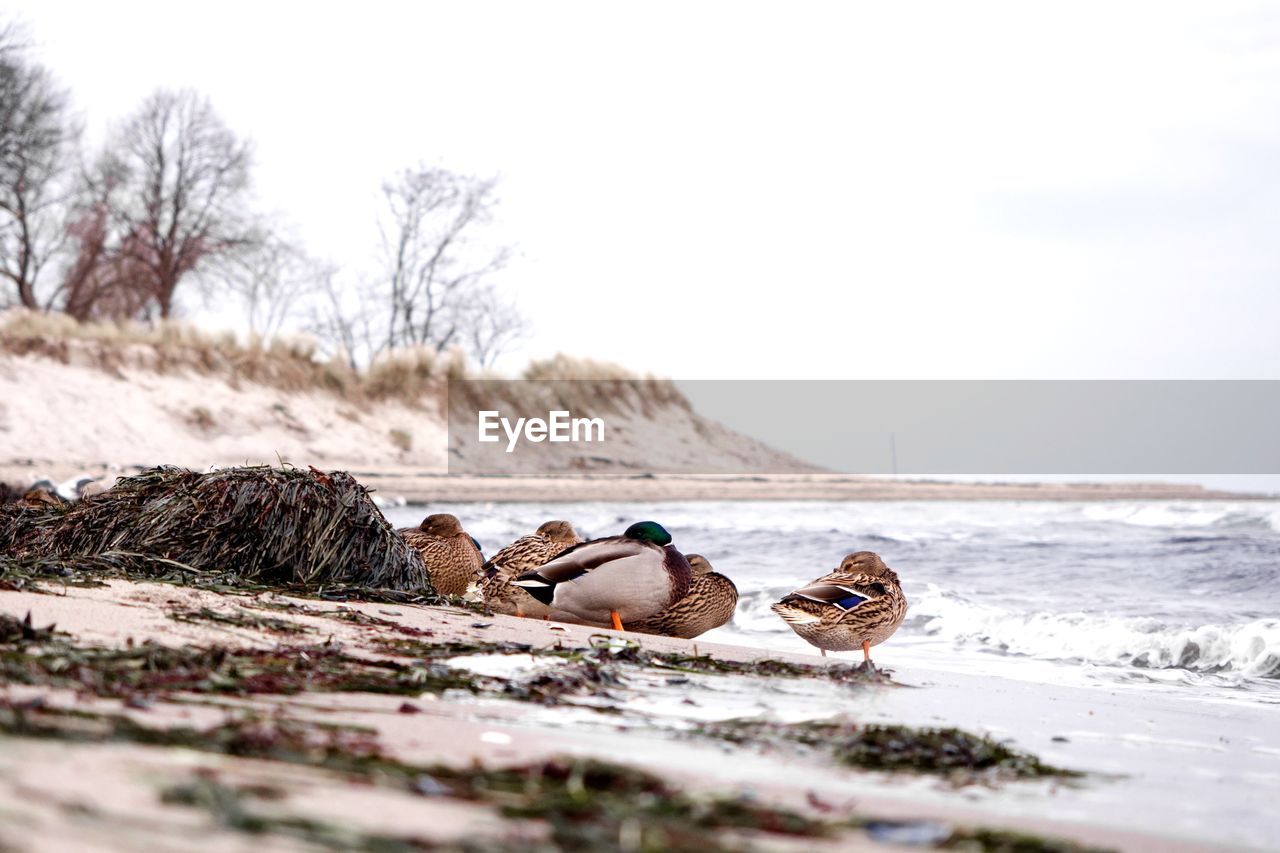 BIRDS IN WATER