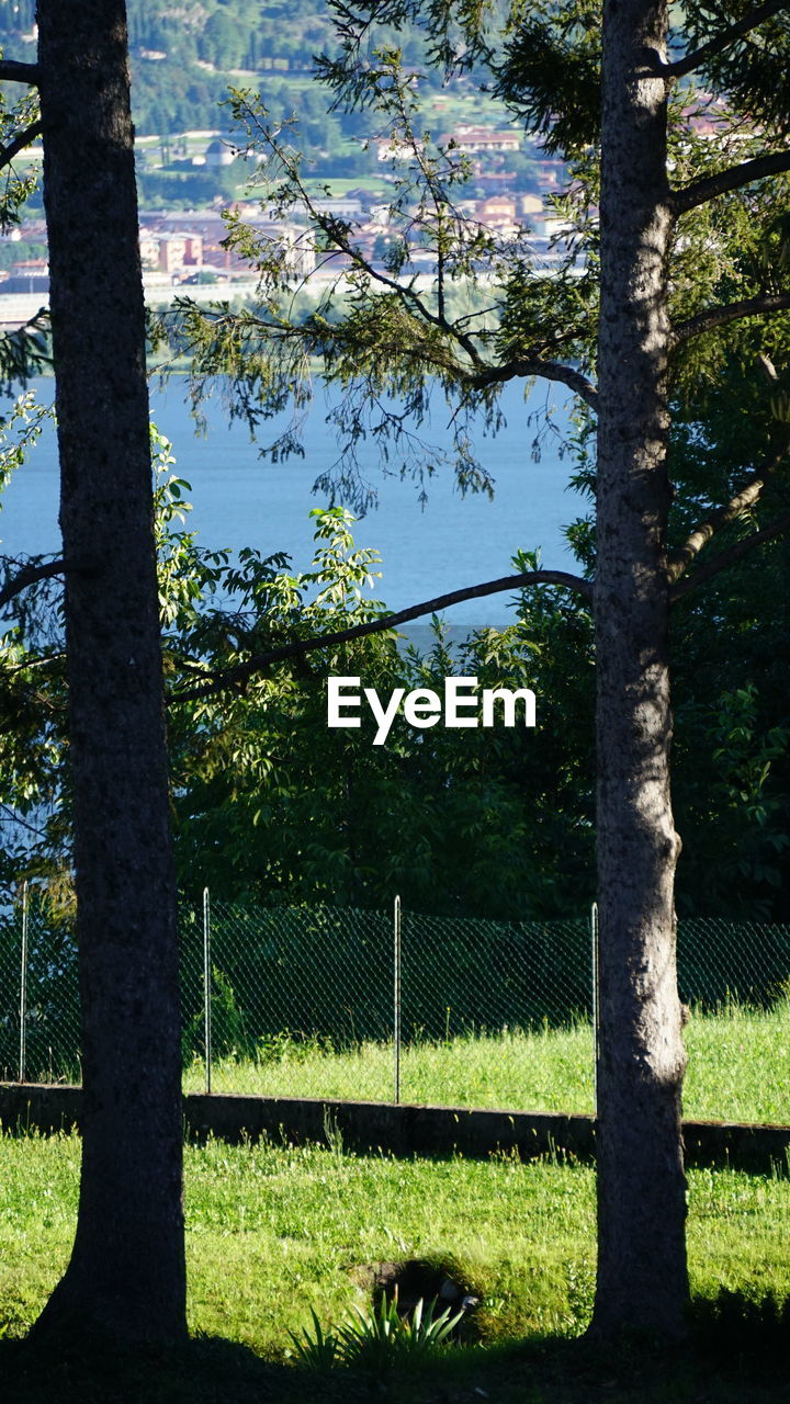 TREES ON FIELD AGAINST SKY