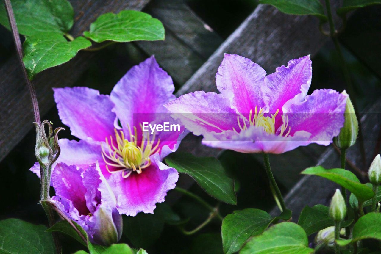 Close-up of purple flowers blooming in park