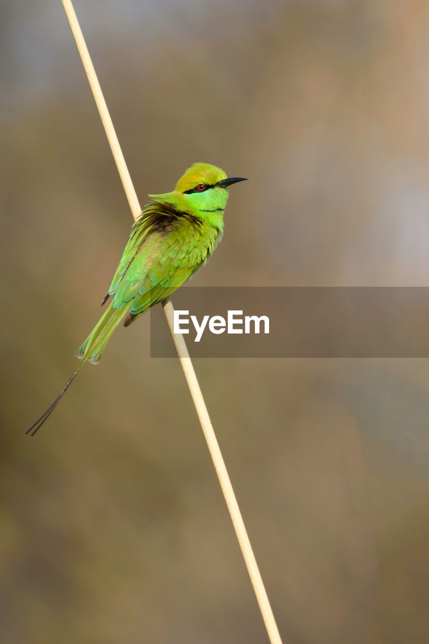 High angle view of green bee-eater perching on string