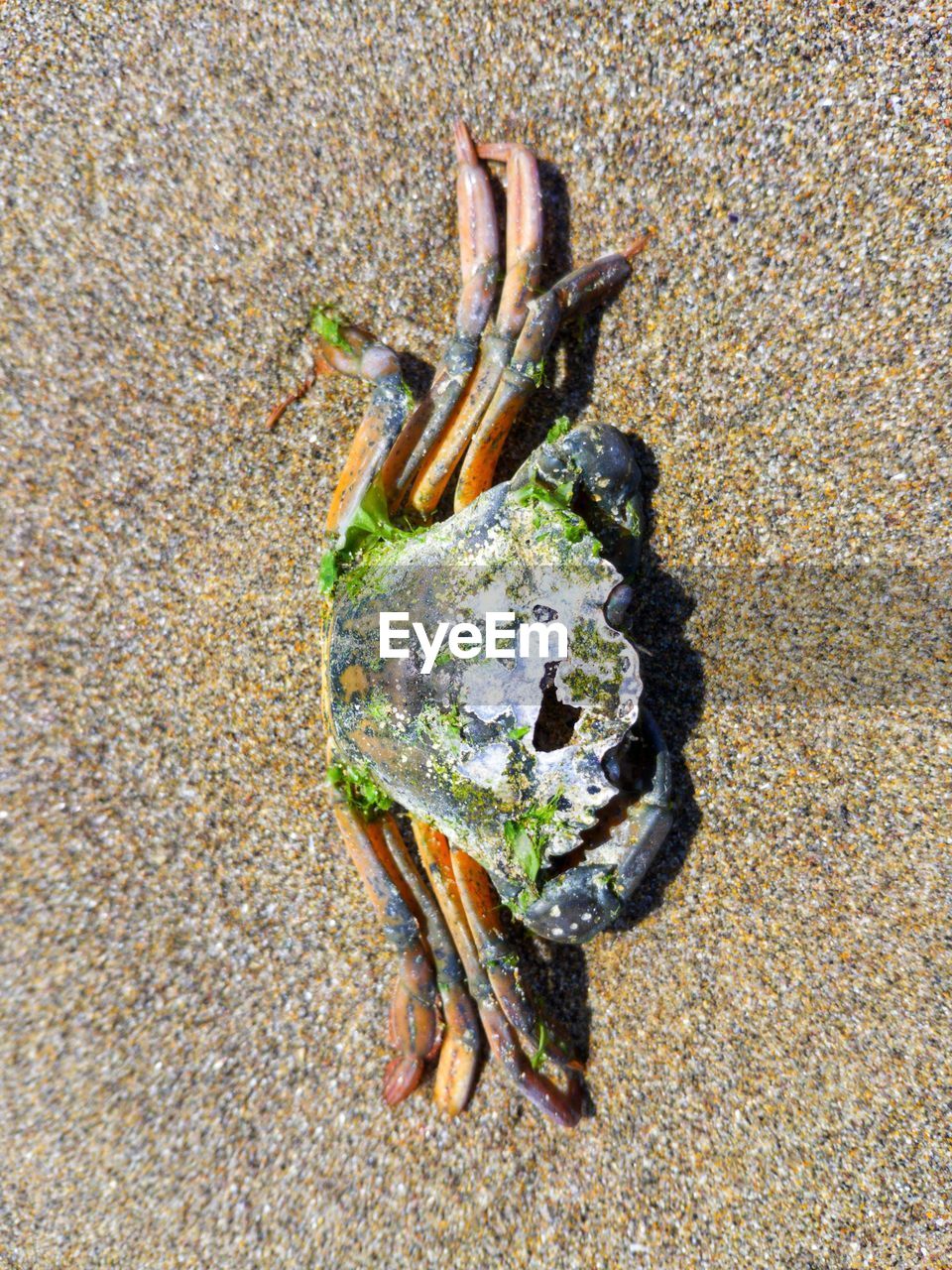 HIGH ANGLE VIEW OF DEAD LEAF ON SAND