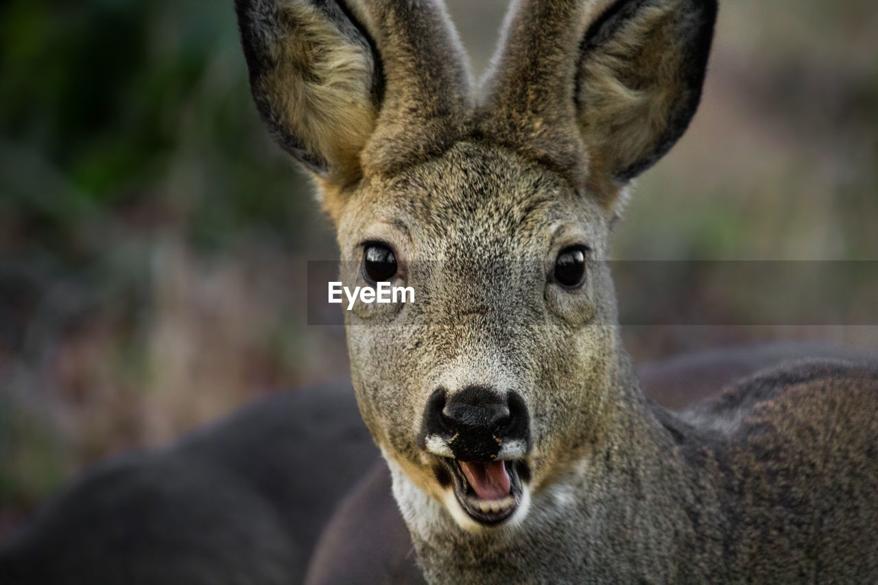 PORTRAIT OF DEER OUTDOORS