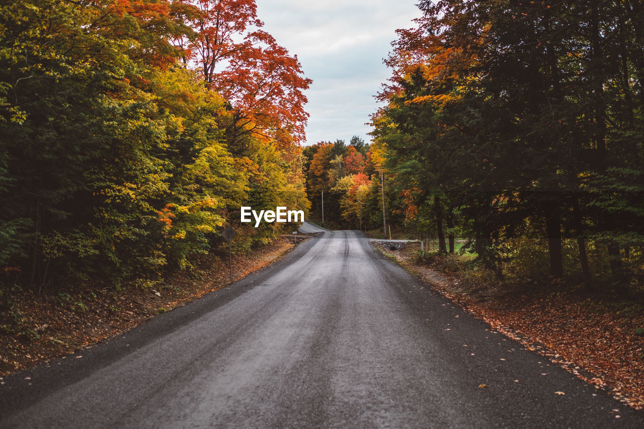 Empty road amidst trees in forest during autumn