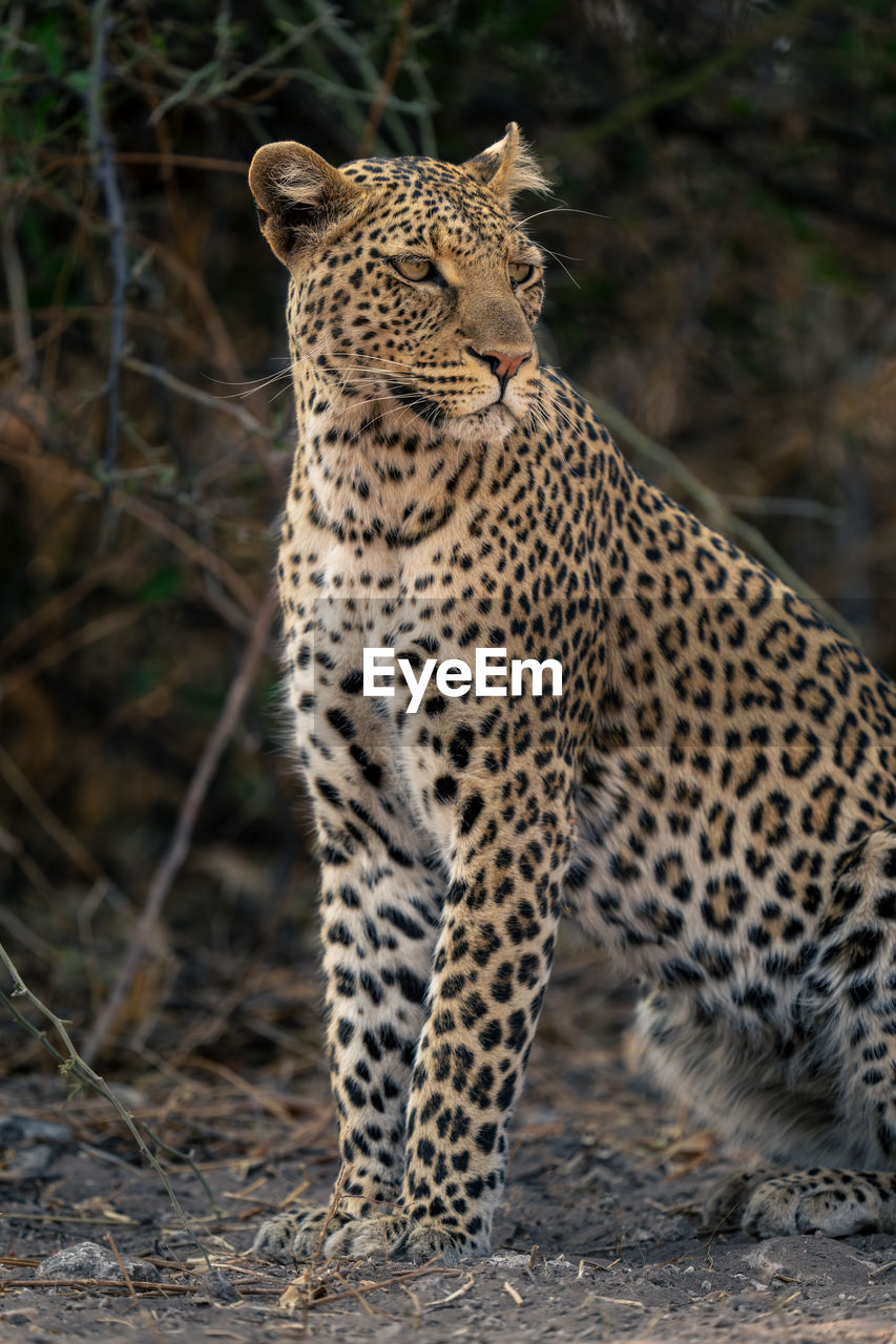 close-up portrait of leopard