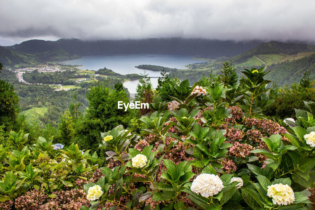 SCENIC VIEW OF FLOWERING PLANTS BY MOUNTAINS AGAINST SKY