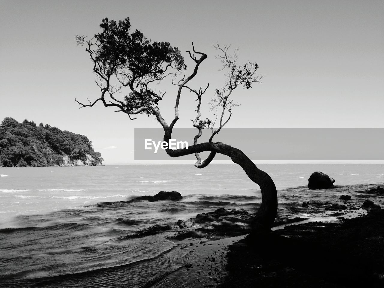 Tree at beach against clear sky