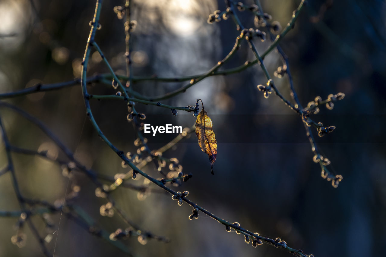 branch, nature, sunlight, leaf, twig, focus on foreground, plant, tree, winter, no people, macro photography, autumn, close-up, flower, spring, selective focus, outdoors, beauty in nature, light, tranquility, day, frost, reflection, food and drink, plant stem, food