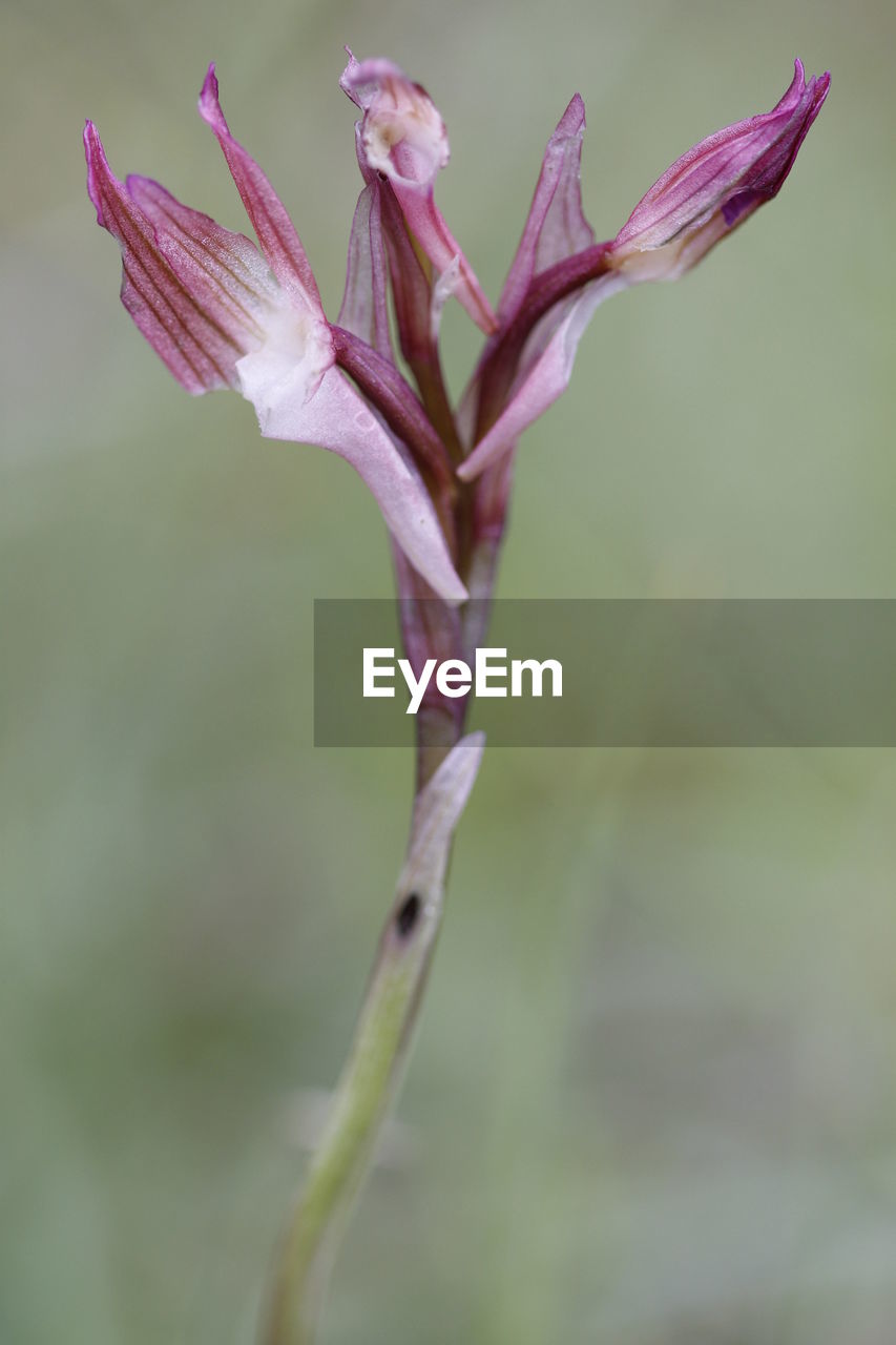 CLOSE-UP OF FRESH FLOWER PLANT