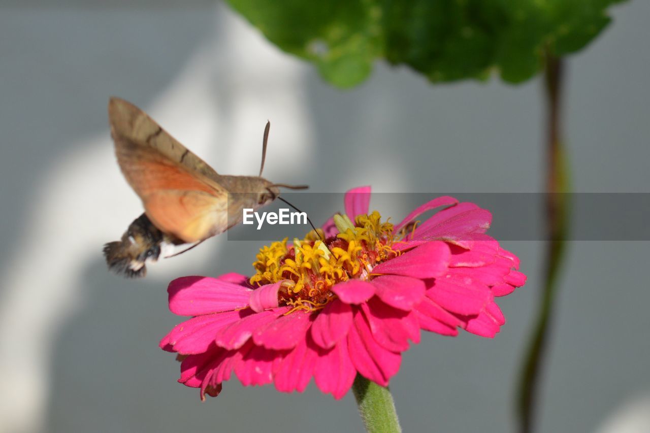 CLOSE-UP OF BUTTERFLY POLLINATING ON FLOWER