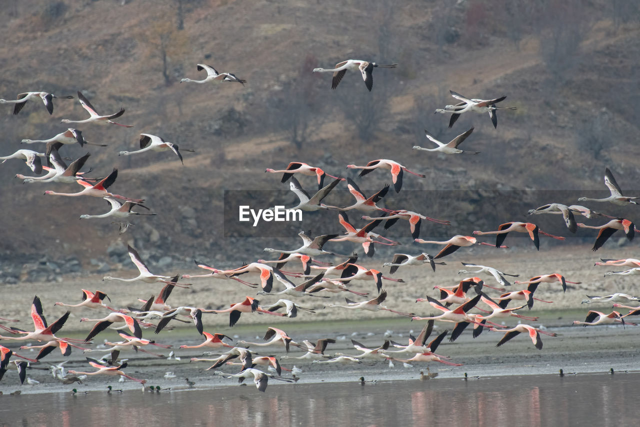 FLOCK OF BIRDS FLYING IN THE LAKE