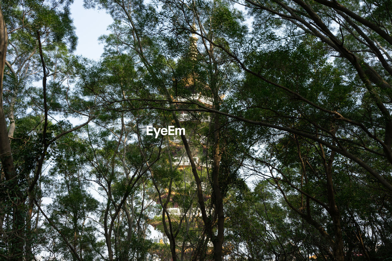 Low angle view of trees in forest