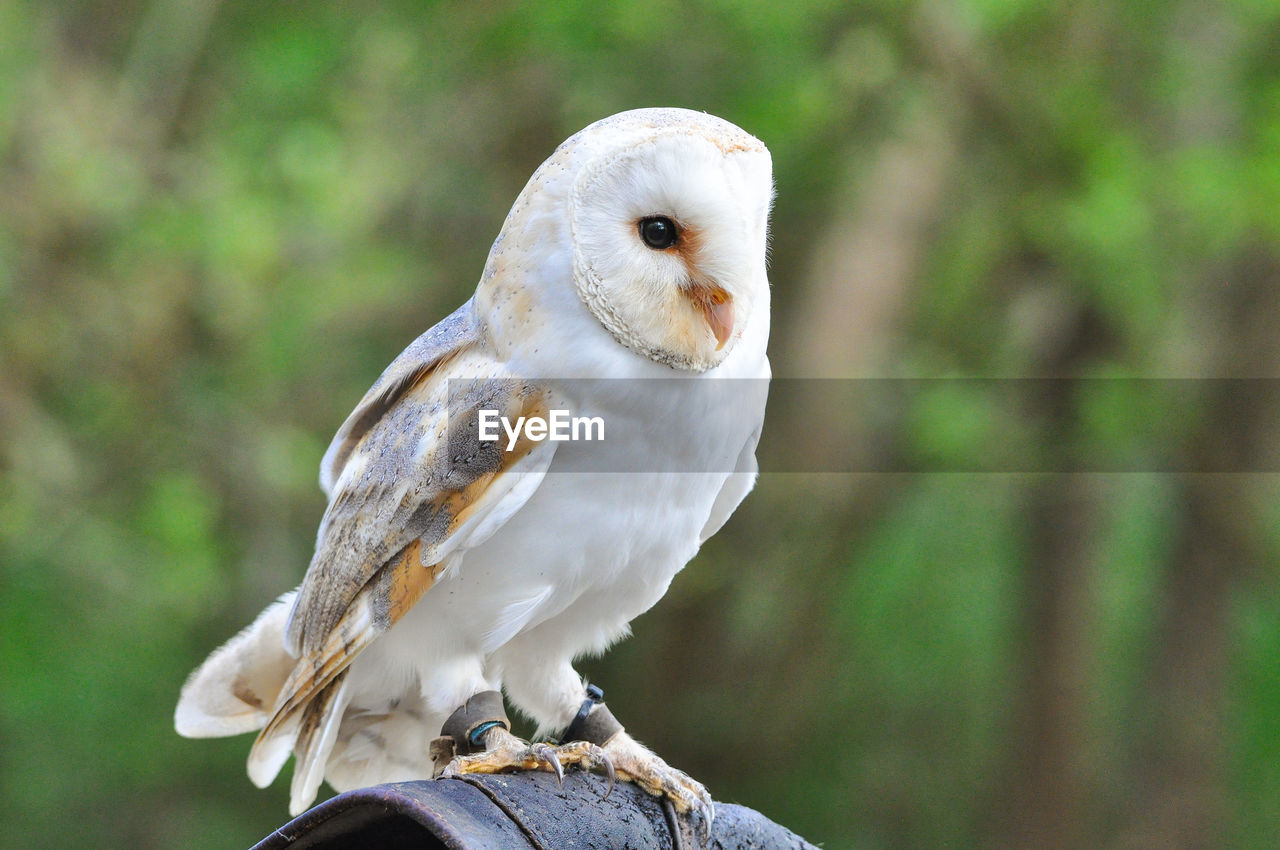 CLOSE-UP OF OWL PERCHING ON TREE