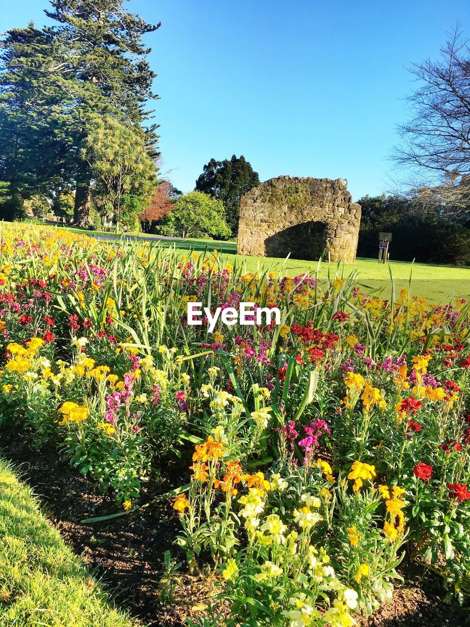 FLOWERS IN PARK