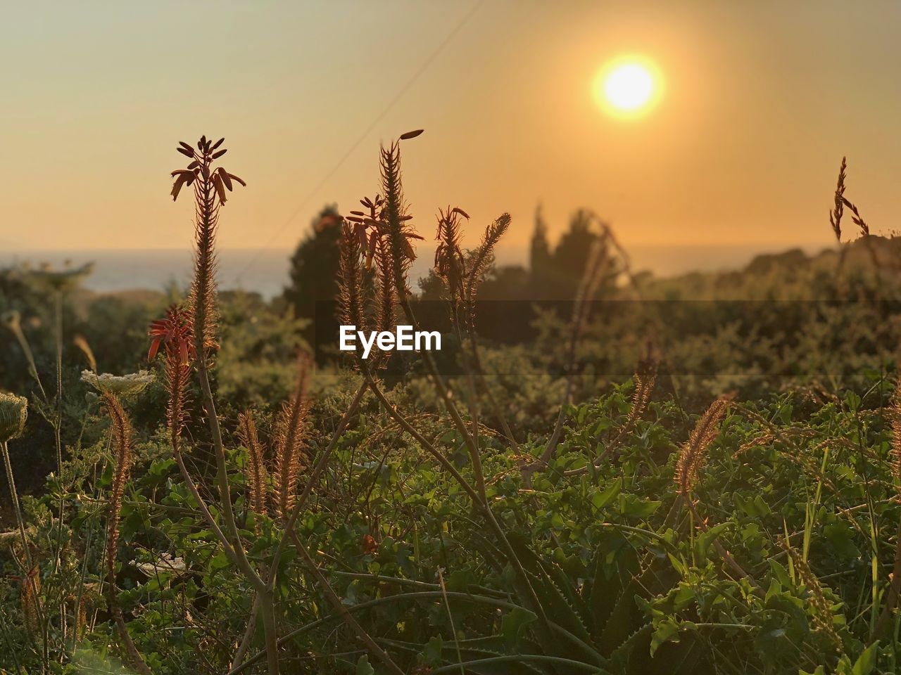 CLOSE-UP OF STALKS IN FIELD AGAINST SKY