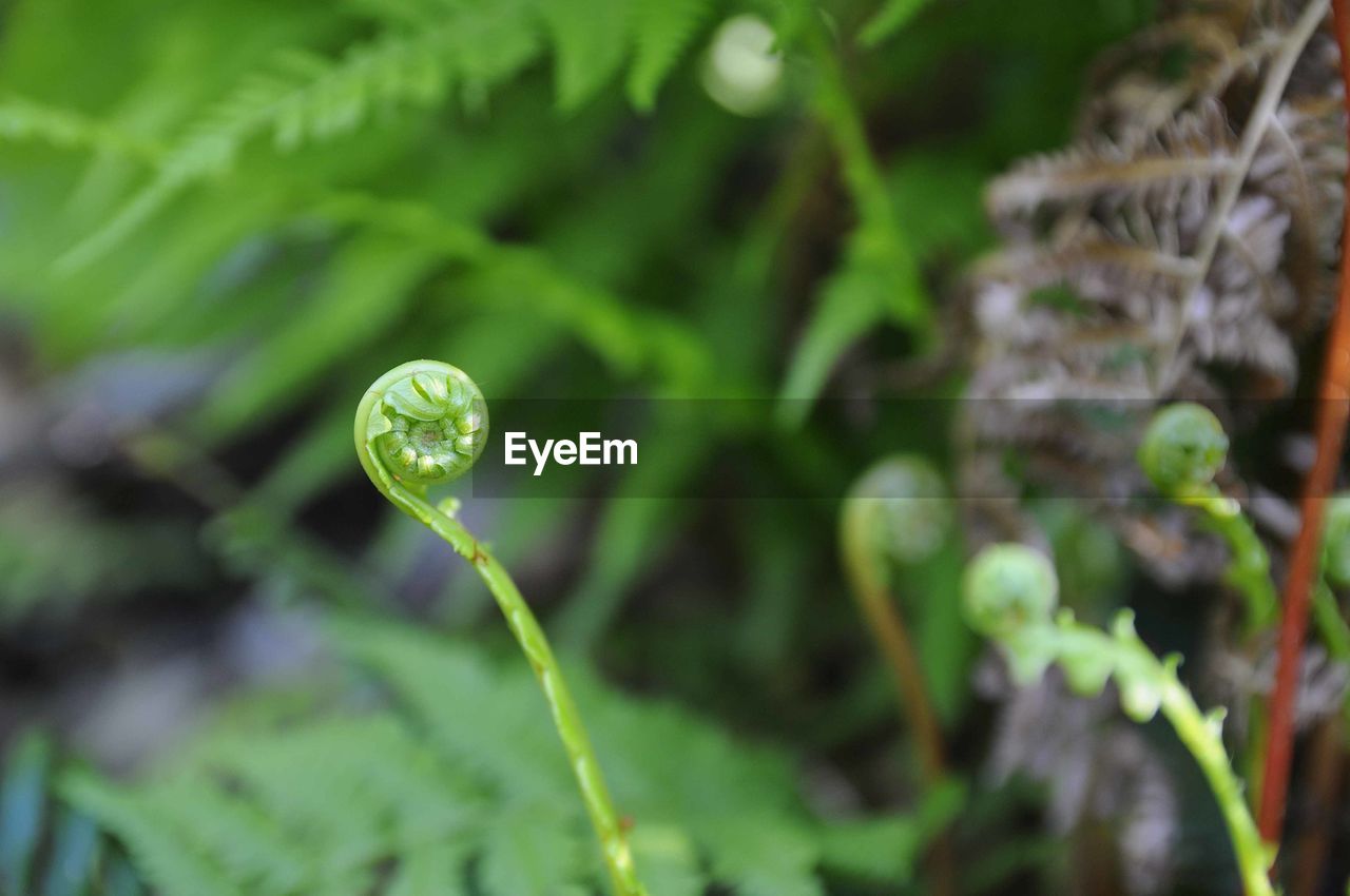 CLOSE-UP OF DROP ON LEAF