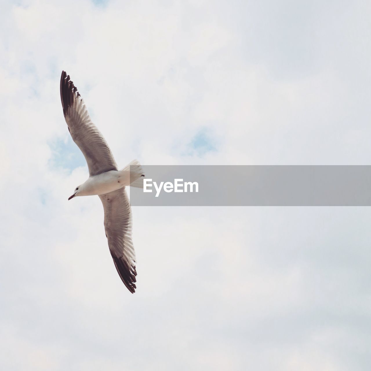 LOW ANGLE VIEW OF SEAGULLS FLYING IN SKY