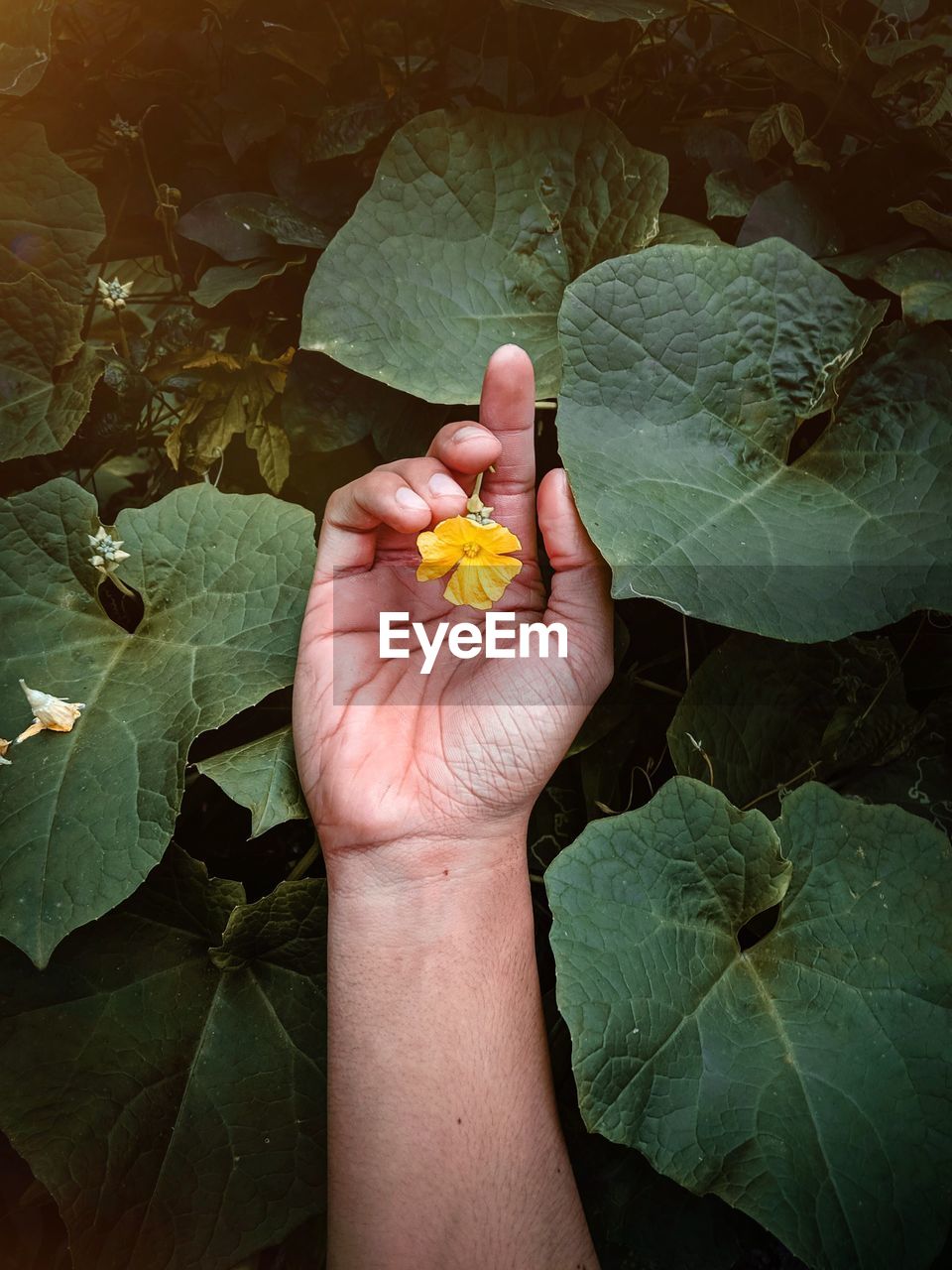 High angle view of hand holding yellow flower
