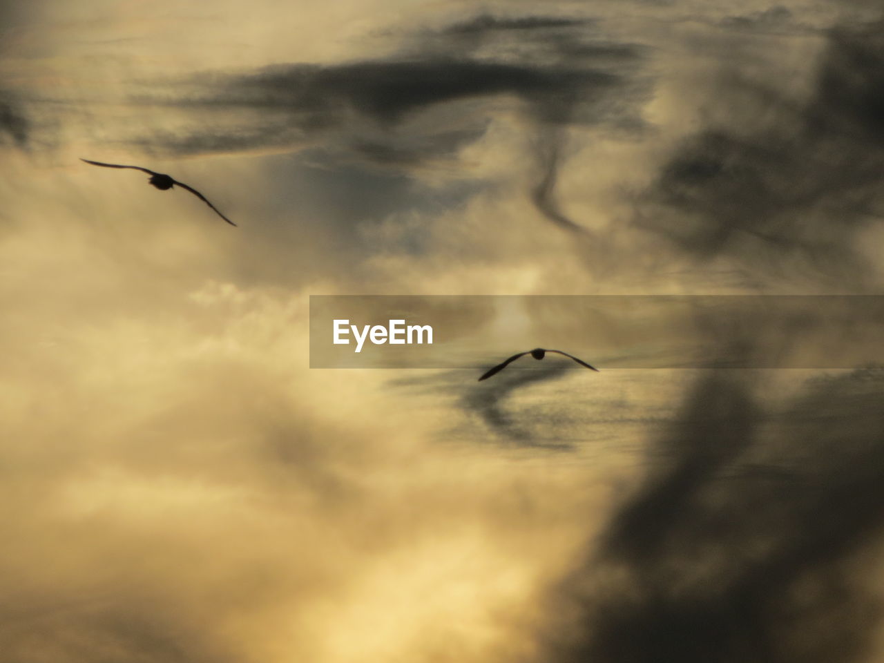 LOW ANGLE VIEW OF SEAGULLS FLYING AGAINST SKY