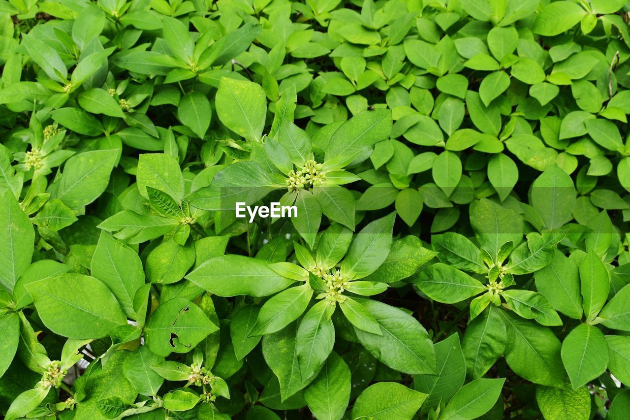 HIGH ANGLE VIEW OF GREEN LEAVES