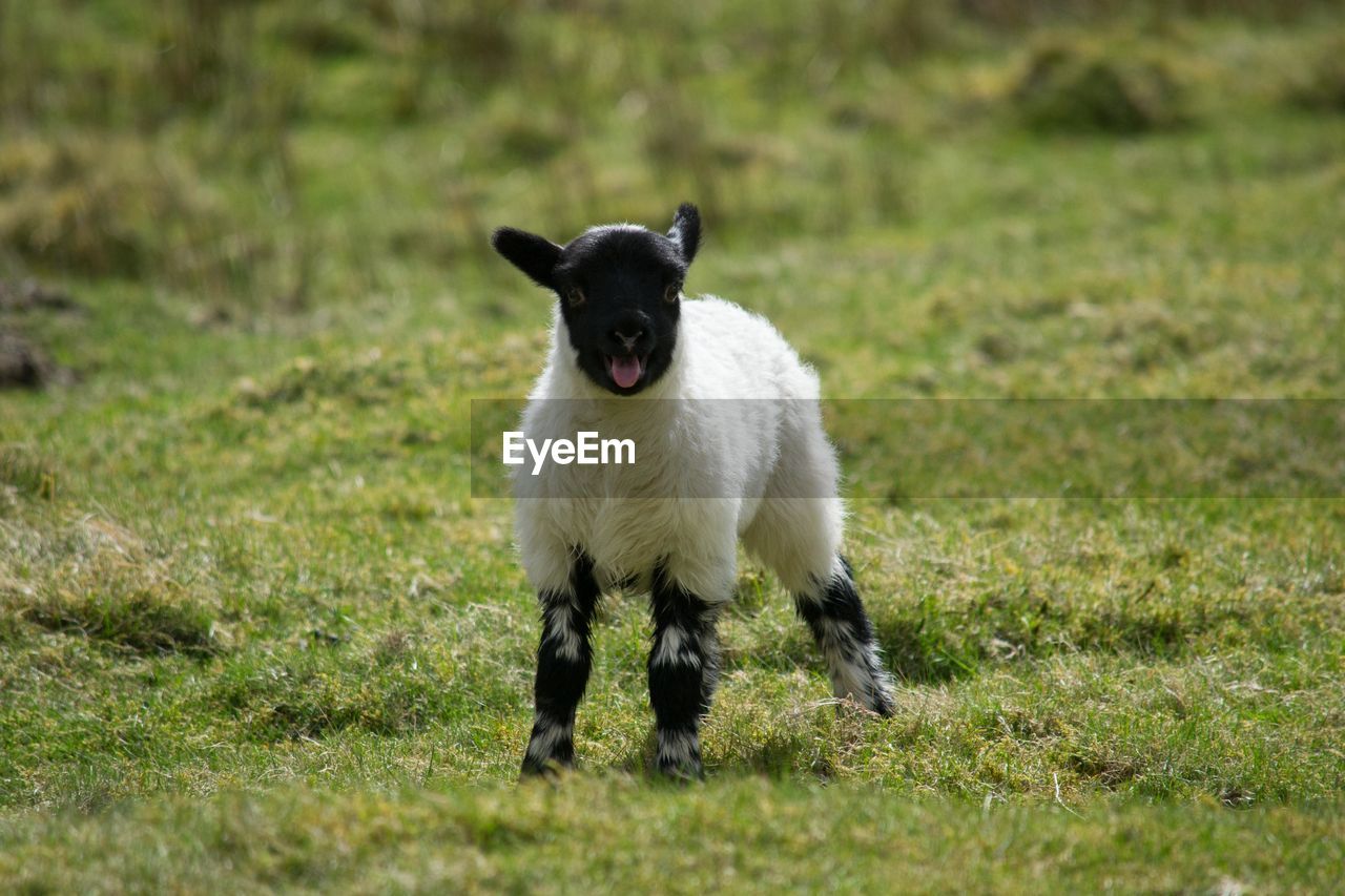 PORTRAIT OF SHEEP RUNNING ON GRASS