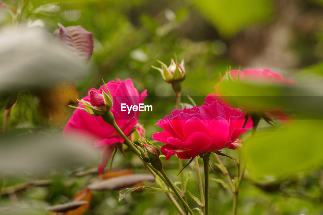 Close-up of pink flowering rose