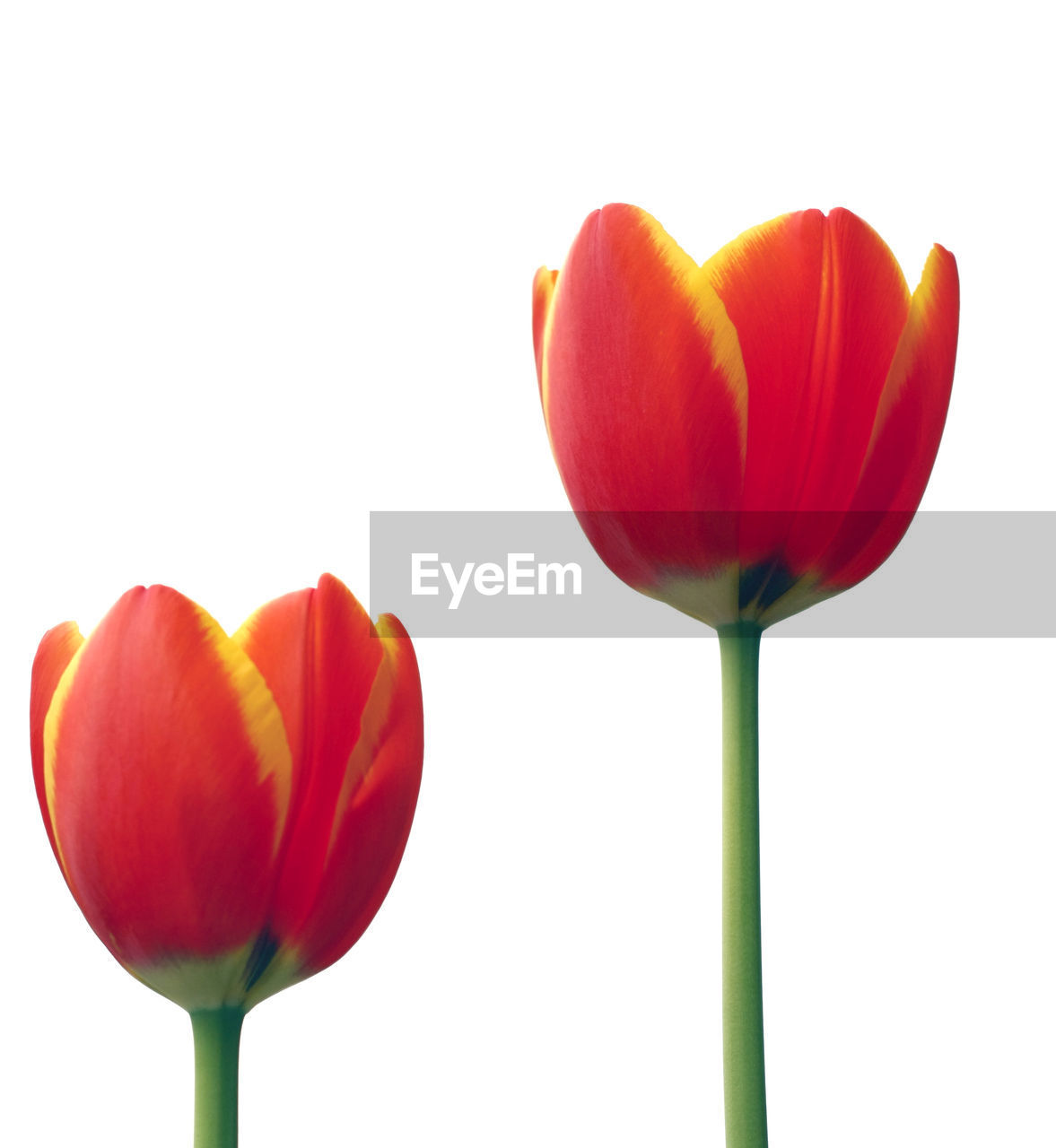 Close-up of tulips blooming against white background
