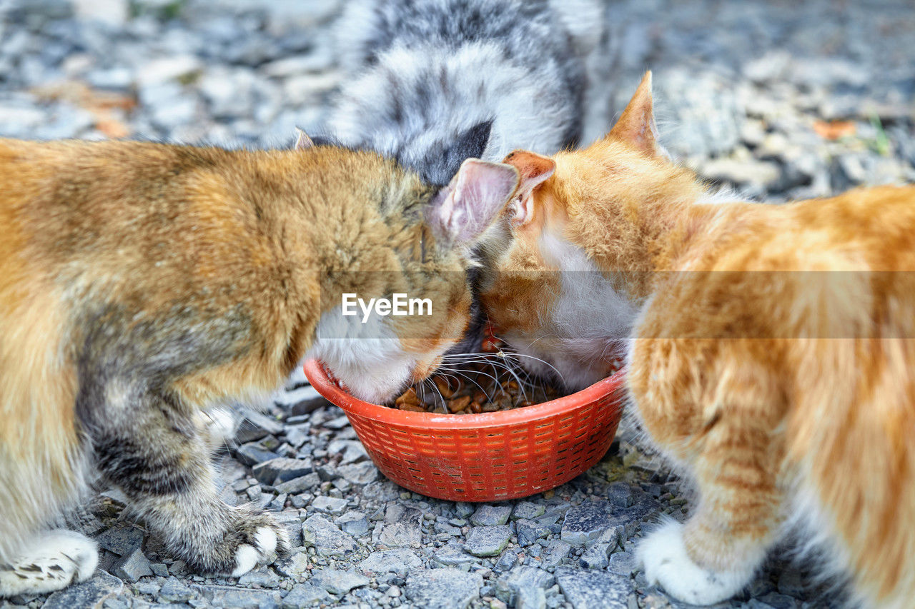 animal, cat, mammal, animal themes, pet, domestic animals, kitten, domestic cat, feline, whiskers, group of animals, small to medium-sized cats, felidae, eating, two animals, no people, food, container, food and drink, feeding, wild cat, day, nature