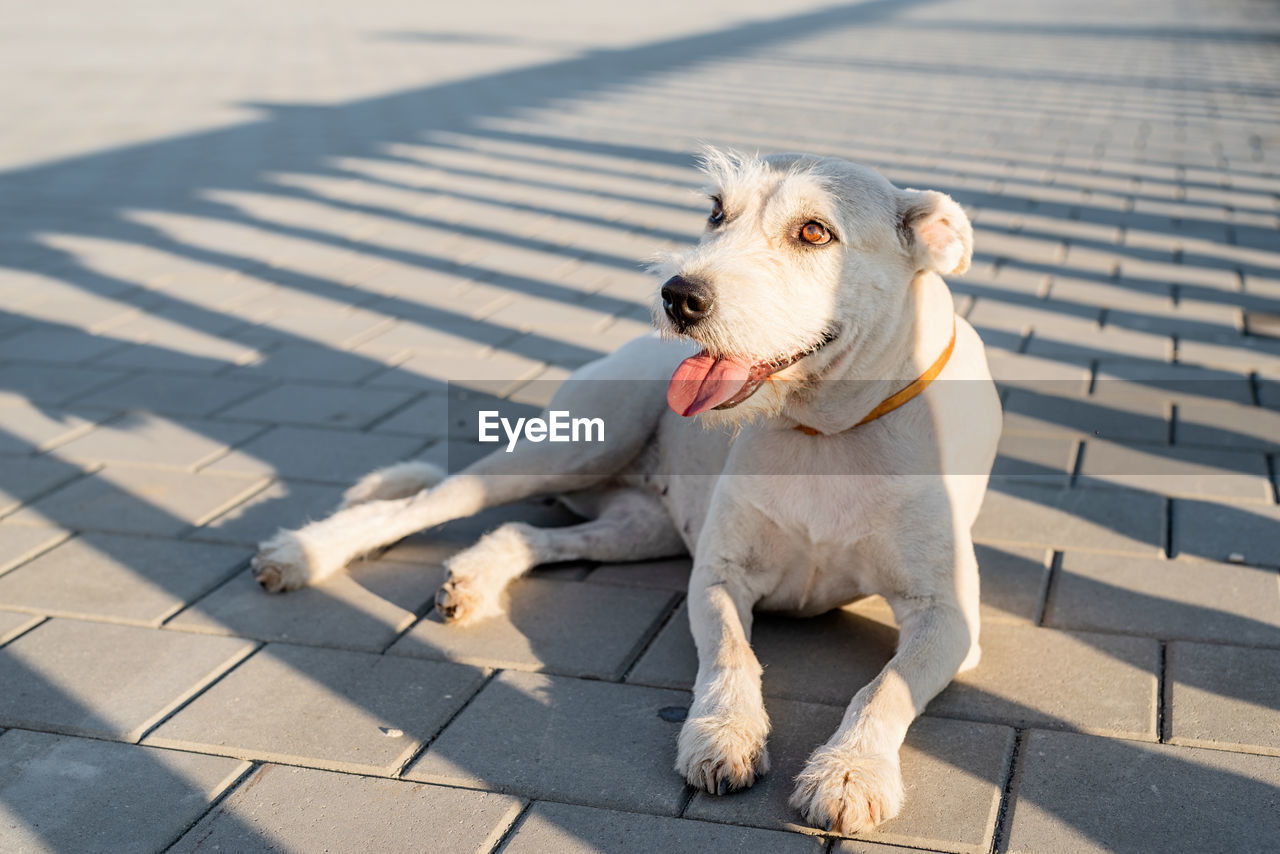 High angle view of dog looking away on footpath