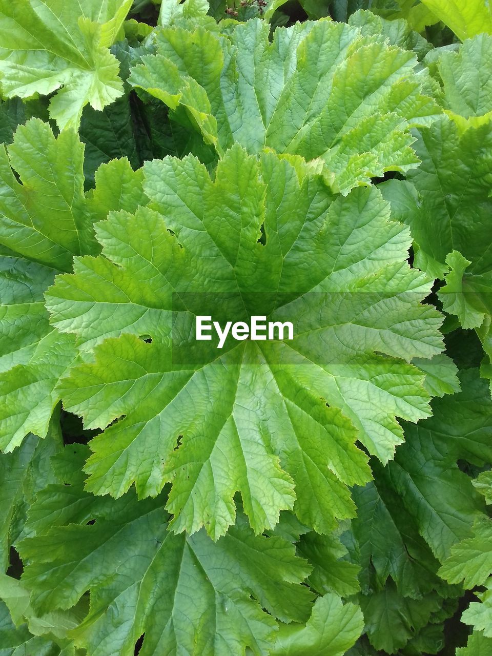 CLOSE-UP OF GREEN LEAVES